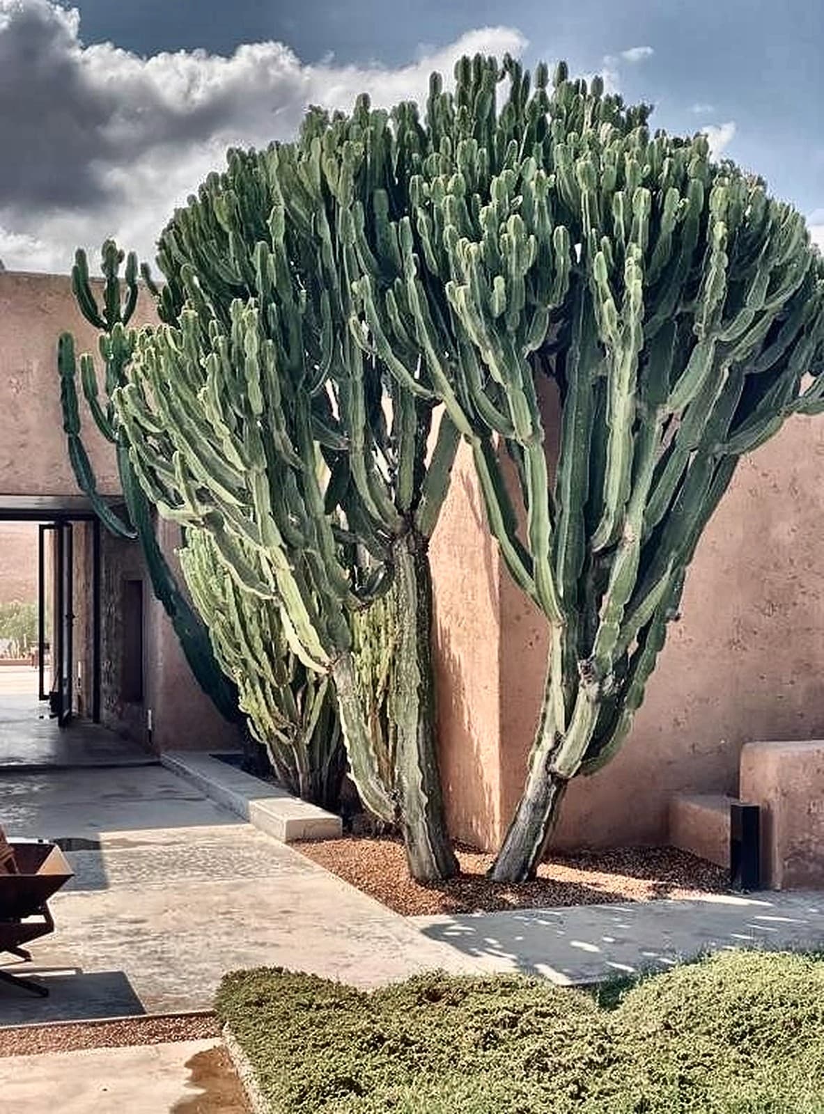 Patio de terre et grand cactus, décor minéral de Villa K